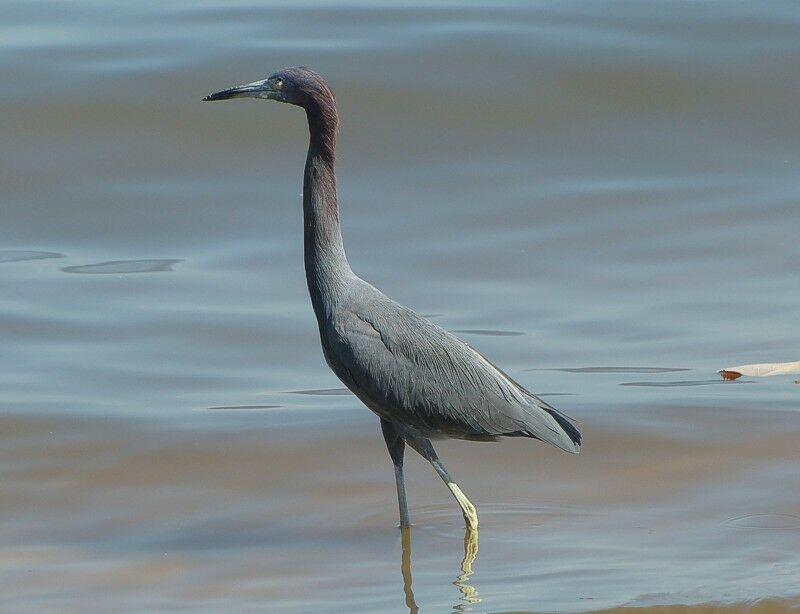 Click to See Next Image